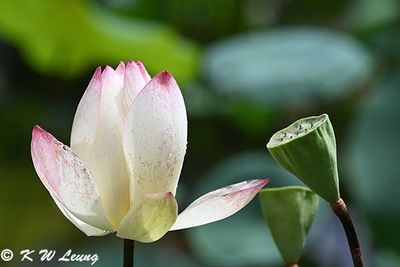 Lotus & pod DSC_2912