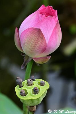 Lotus bud and pod DSC_2851