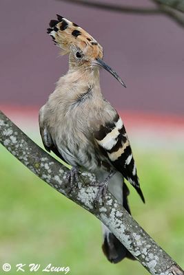 Eurasian Hoopoe DSC_3821