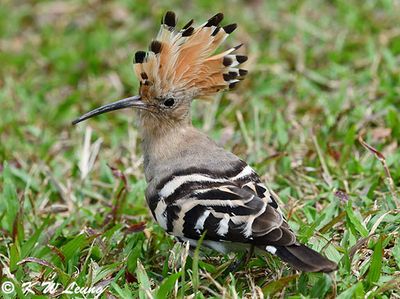 Eurasian Hoopoe (戴勝)