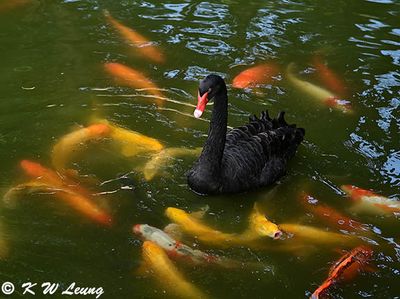 Swan with Koi DSC_7162