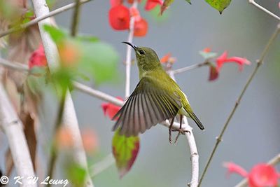 Fork-tailed Sunbird DSC_0235