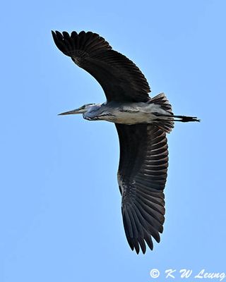 Grey Heron (倉鷺)