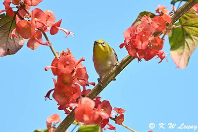 Japanese White-eye DSC_0447