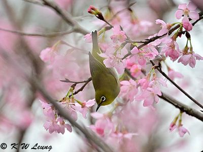 Japanese White-eye DSC_1599