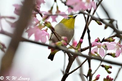 Japanese White-eye DSC_1615