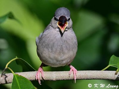 Java sparrow (Juvenile) DSC_2202