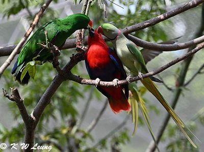 Parrots (鸚鵡)