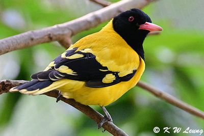 Black-hooded Oriole DSC_2272