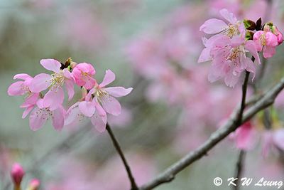 HKIA Cherry Blossom Garden (機場櫻花園)