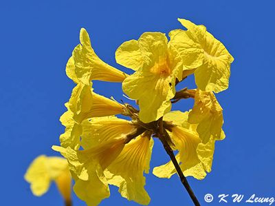 Yellow Pui DSC_2626