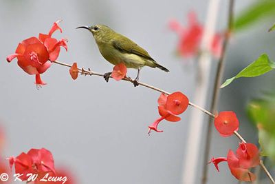 Fork-tailed Sunbird DSC_0200