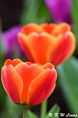 Tulip DSC_3045
