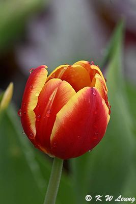 Tulip DSC_2888