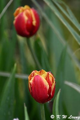 Tulip DSC_2897