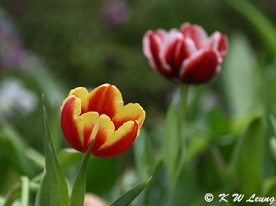 Tulip DSC_2965