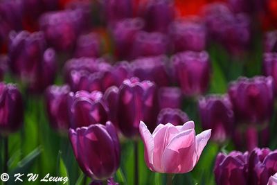 Tulip DSC_3240