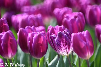 Tulip DSC_3248
