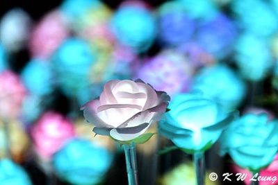 LED roses display DSC_8078