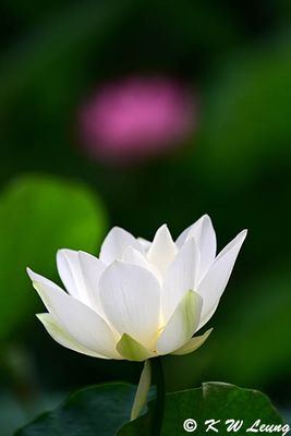 Lotus DSC_8130