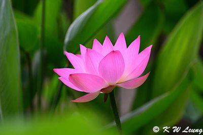 Lotus DSC_8123