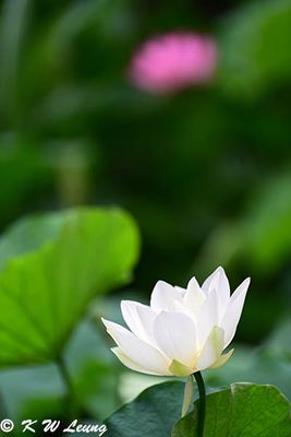 Flower World (花花世界)
