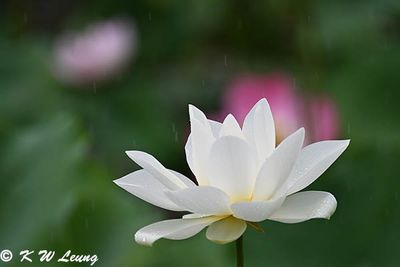 Lotus DSC_8922