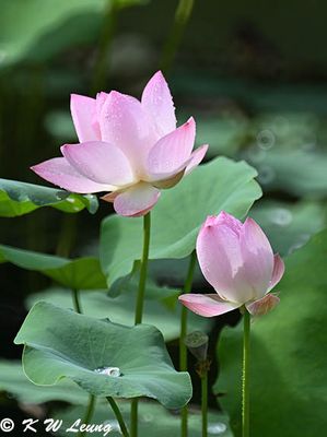 Lotus DSC_8931