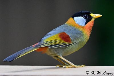 Silver-eared Mesia (銀耳相思鳥)