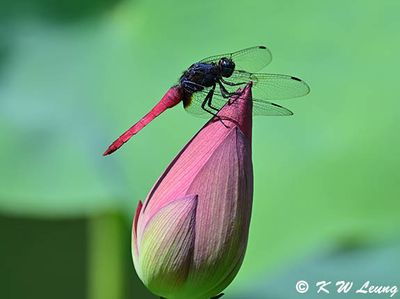 Orthetrum pruinosum neglectum on lotus bud  DSC_9183