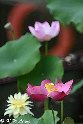 g13/75/35275/3/174698715.c65c0db2.JPEG