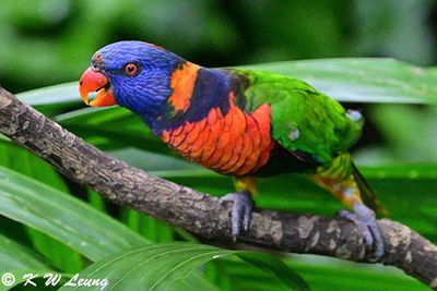 Rainbow Lorikeet DSC_9250