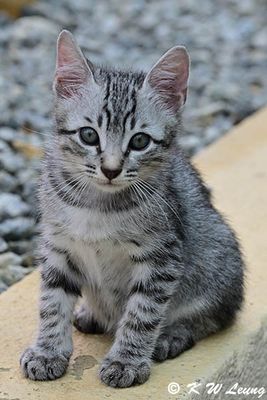 Kitten DSC_9438