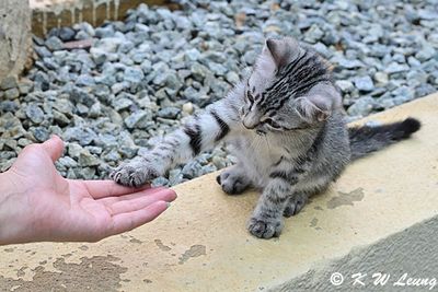 Kitten DSC_9447