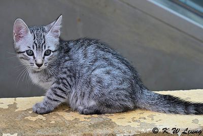 Kitten DSC_9420