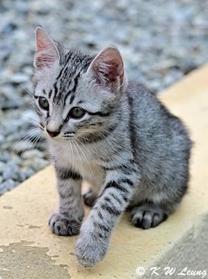 Kitten DSC_9440