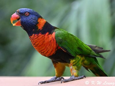 Rainbow Lorikeet DSC_9245