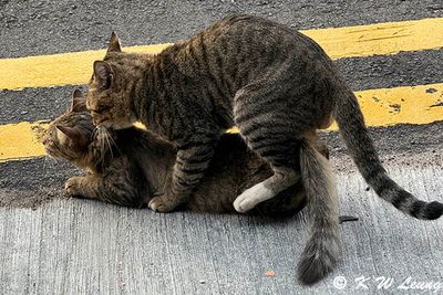 Cats IMG_1524