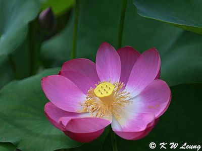 Lotuses (荷花)