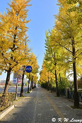 Ginkgo trees @ Olympic-ro DSC_1066