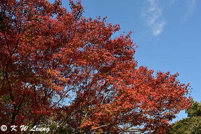 Maple tree DSC_0853