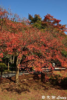 Maple tree DSC_0911