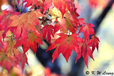 Maple leaves DSC_0824