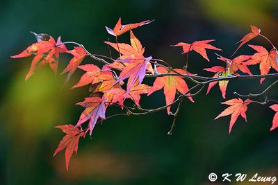 Maple leaves DSC_0904
