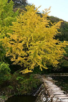 Ginkgo tree DSC_0978