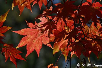 Maple leaves DSC_0843
