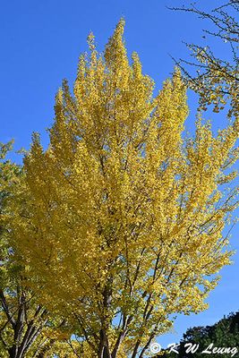 Ginkgo tree DSC_0833