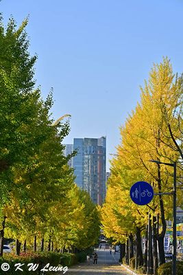Ginkgo trees @ Olympic-ro DSC_1067