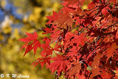 Maple leaves DSC_0848