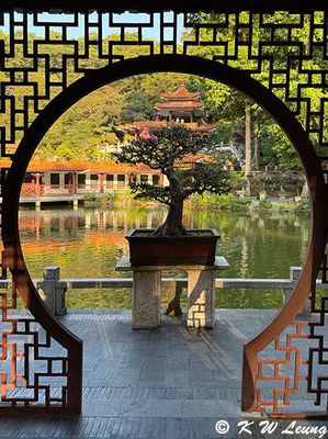 Bonsai Gardens IMG_2808